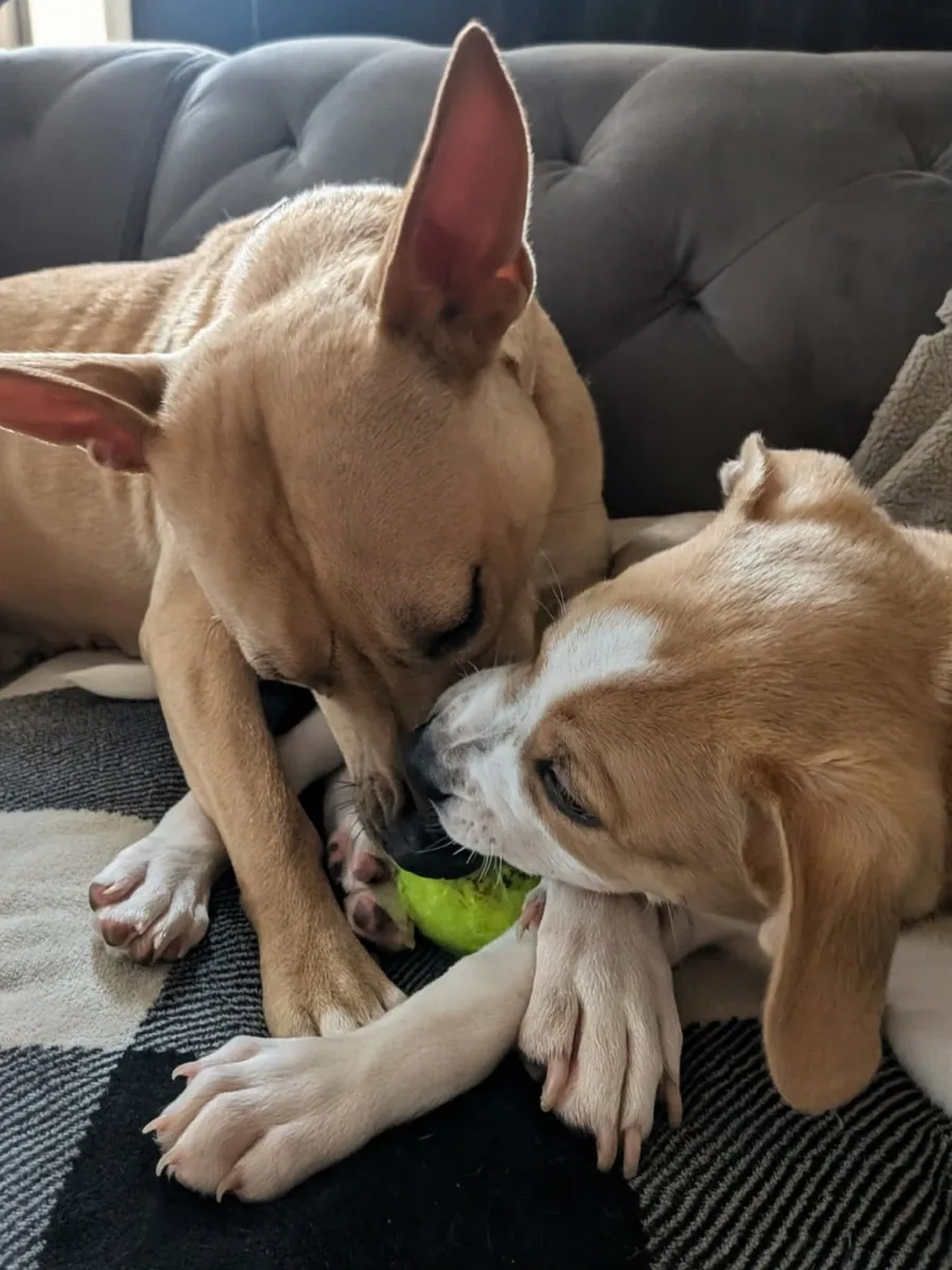 Two tan pups nose to nose over a tennis ball on a gray couch