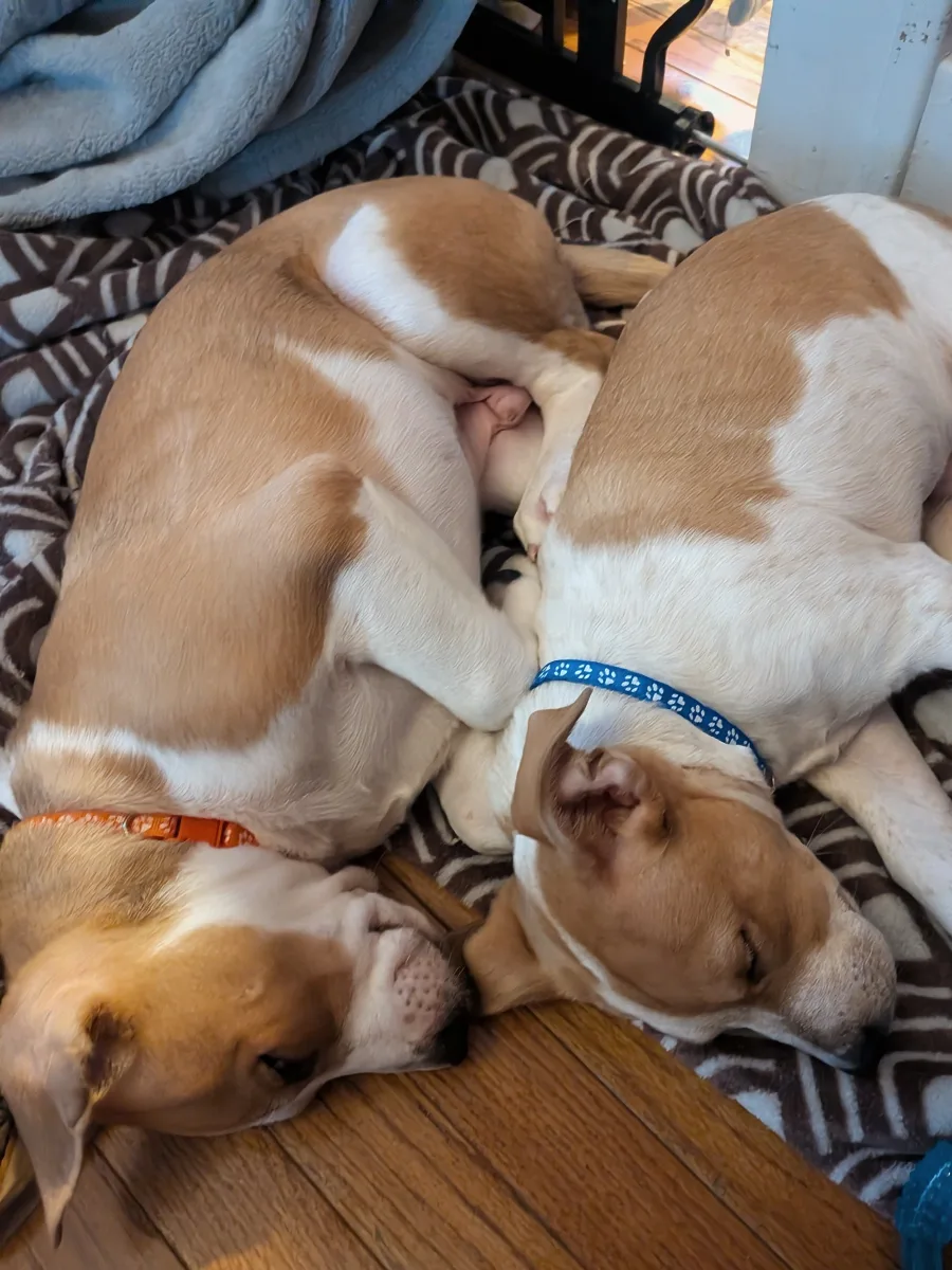 Two tan-and-white puppies asleep curled together, one in an orange collar and one in a blue collar