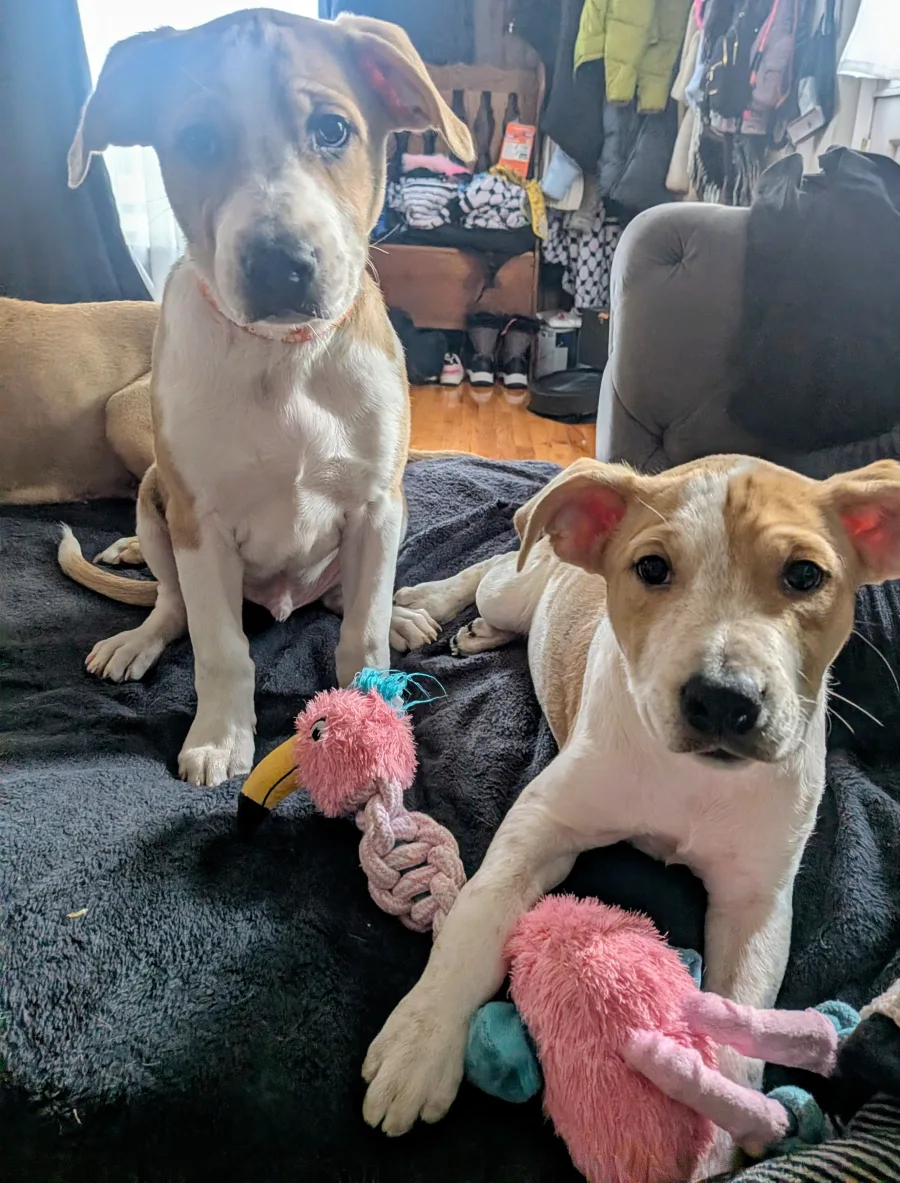 Two puppies on a blanket posing with a pink flamingo toy