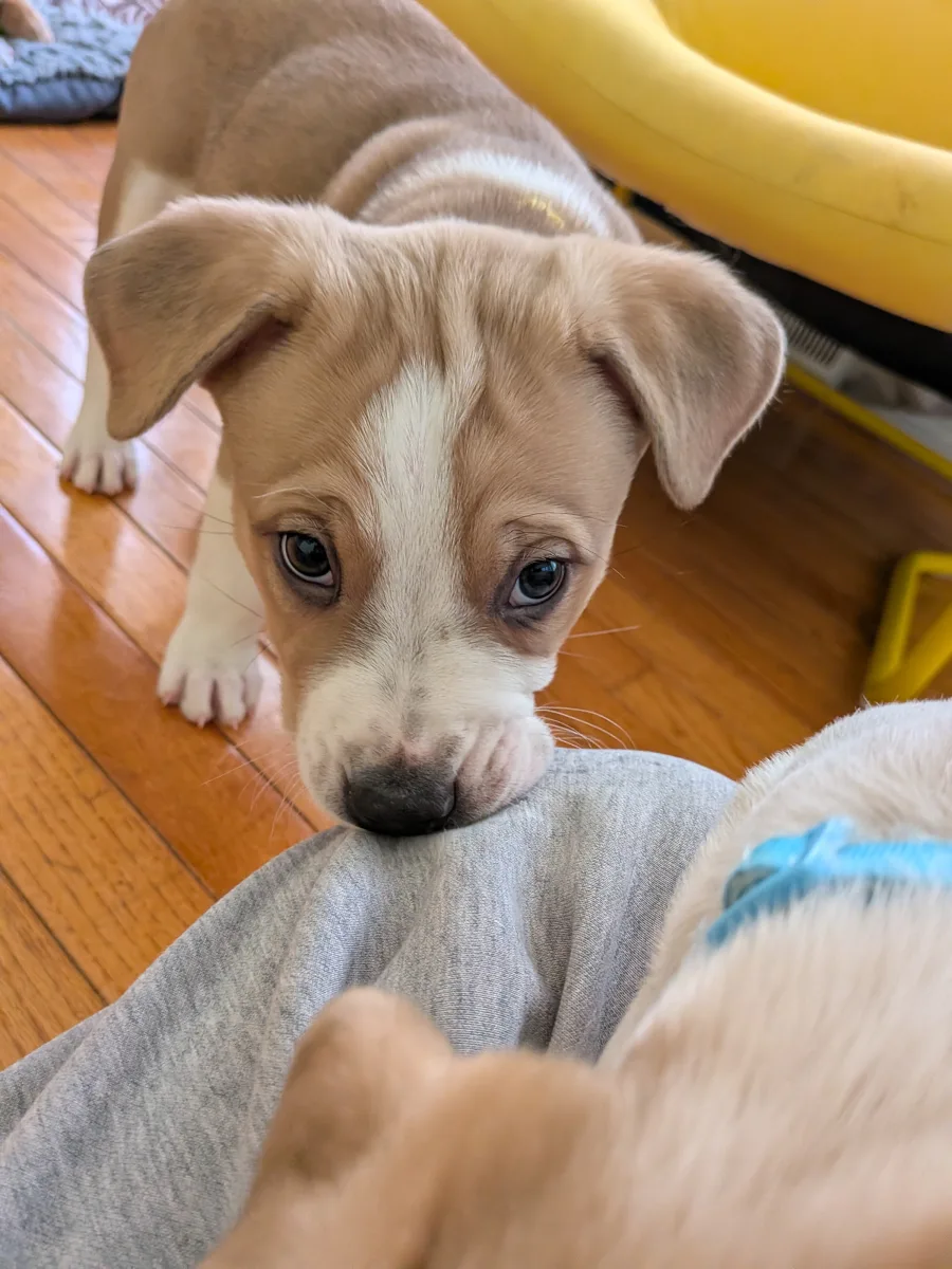 A tan-and-white puppy tugging on a gray sweatshirt with big eyes