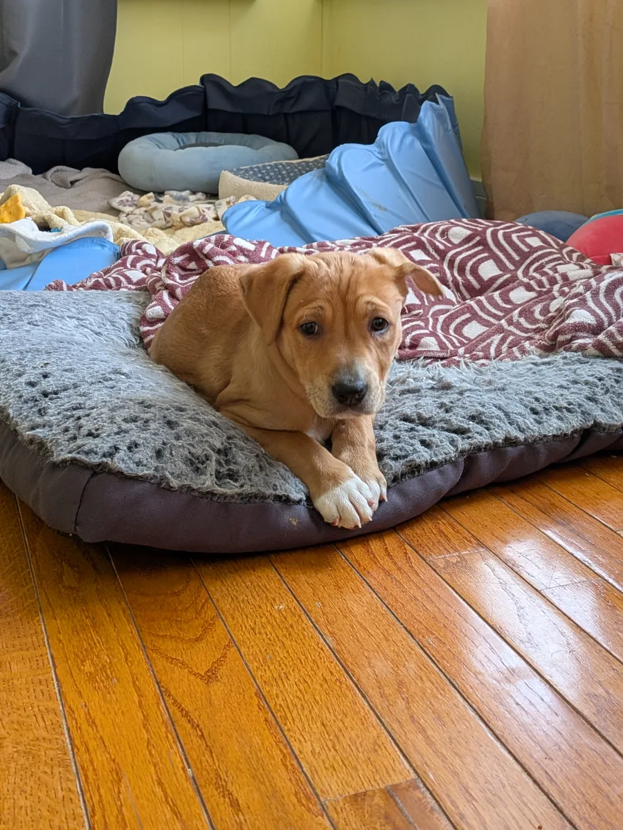 A ginger puppy lying on a fluffy gray dog bed
