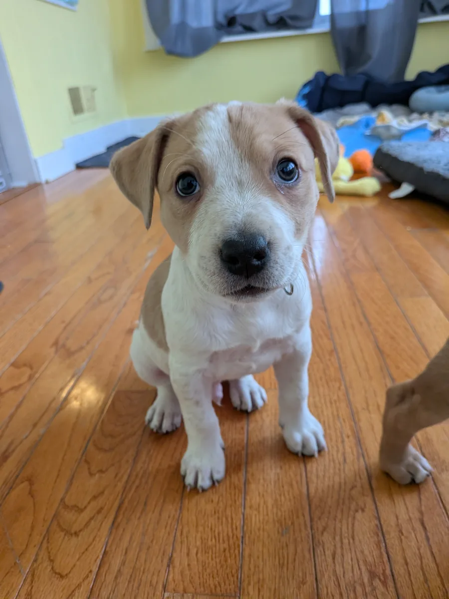 A tan-and-white puppy sitting on a wood floor, looking up at the camera