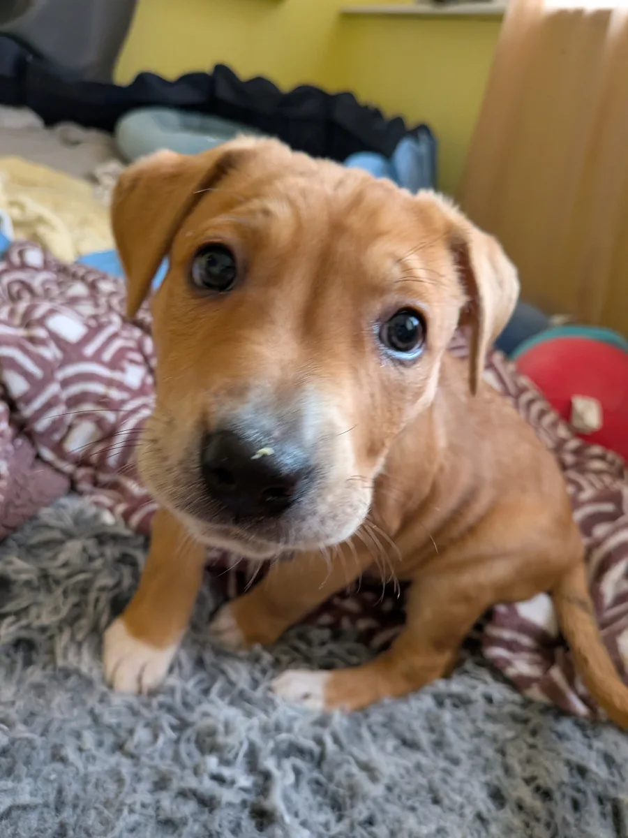 A ginger puppy leaning in close to the camera