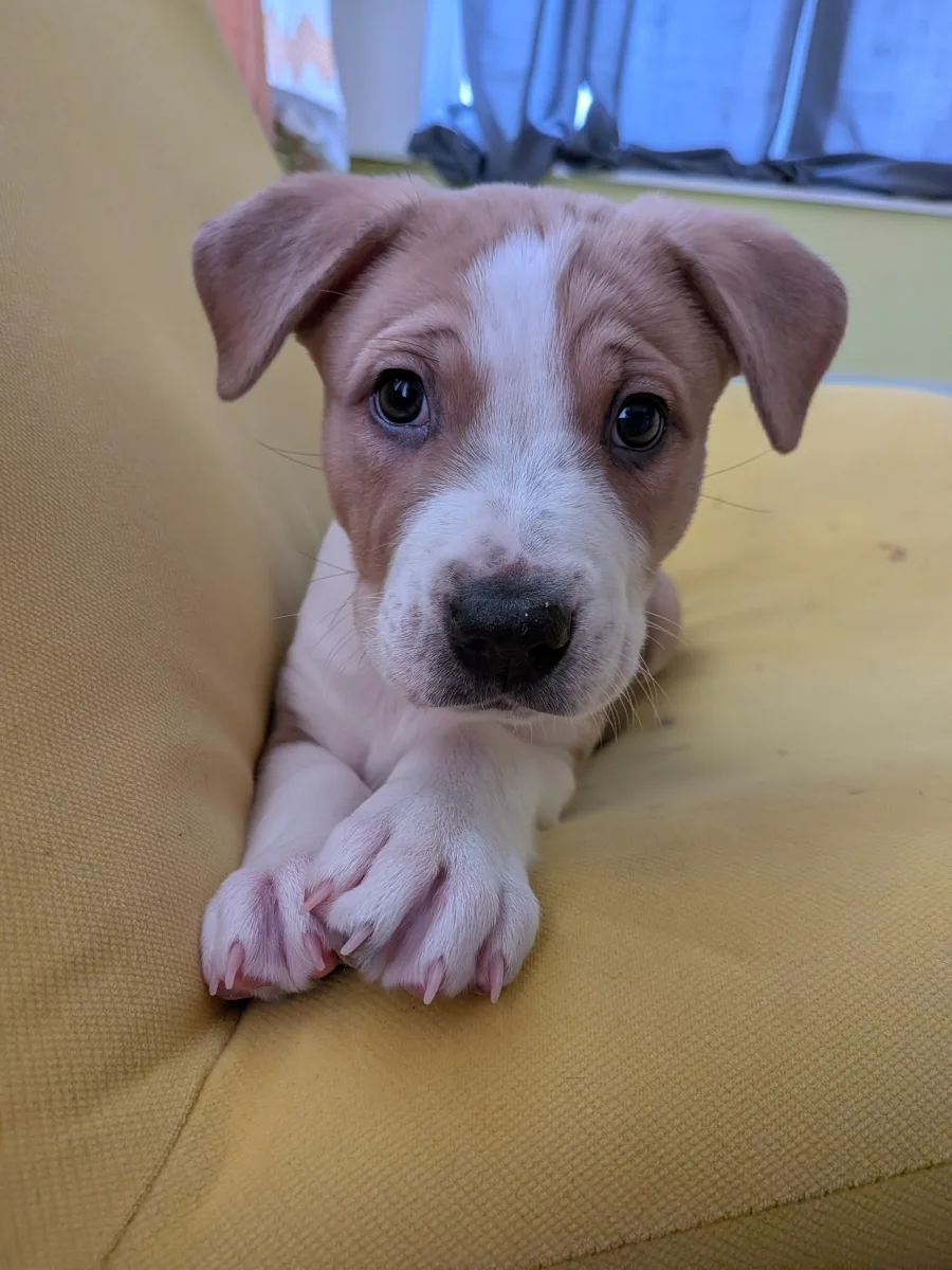 A tan-and-white puppy on a yellow chair with its front paws crossed