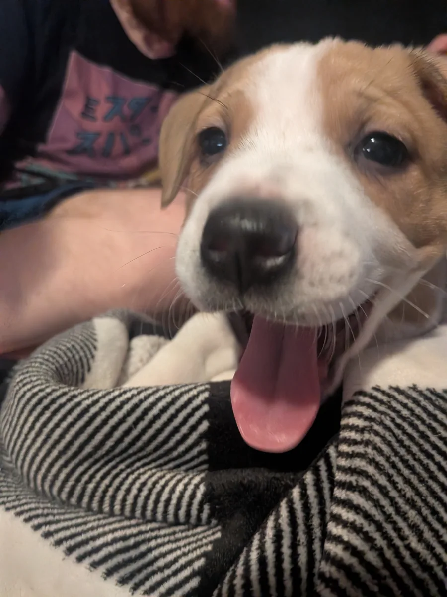 A happy puppy with its tongue out, snuggled in a striped blanket