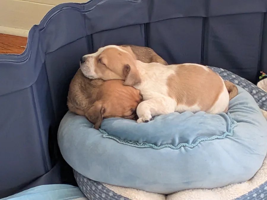 Two puppies asleep in a pile on a round blue dog bed