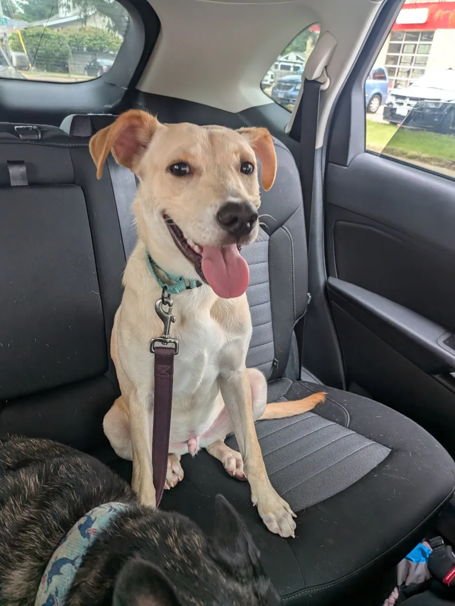 Bowie, a cream-colored pup with orange ears, grinning in the back seat of a car