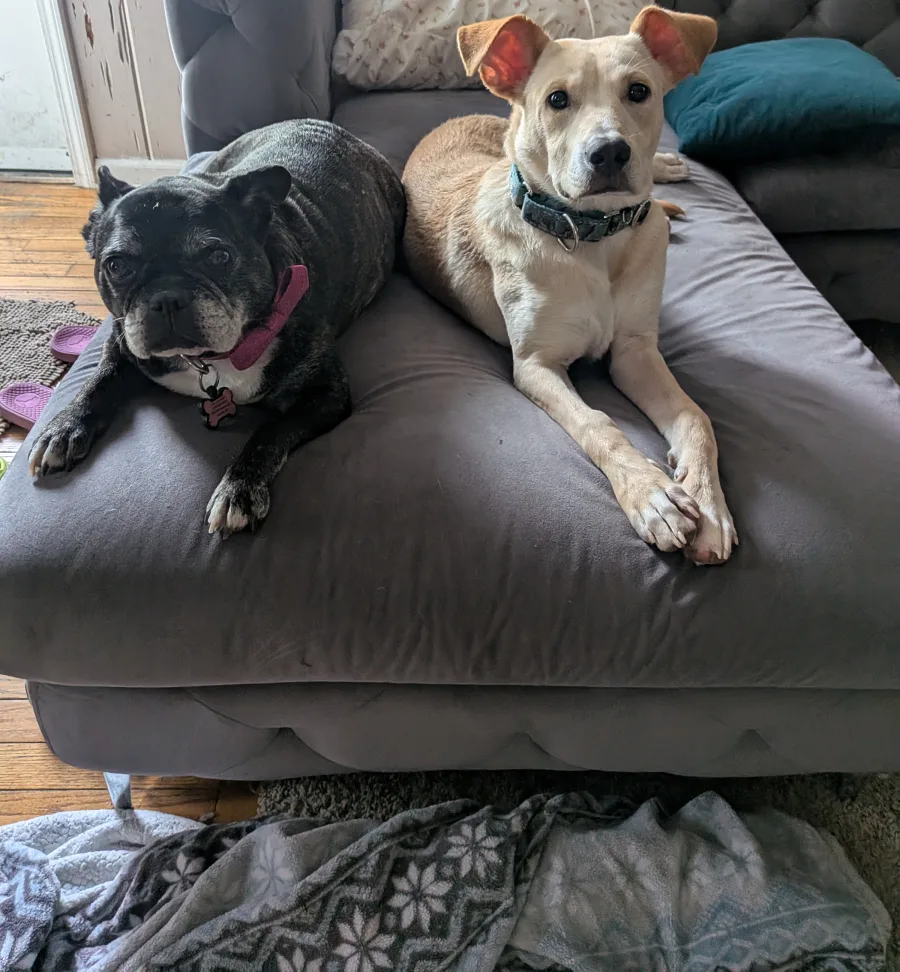 Bowie lying on a gray couch next to Lucy