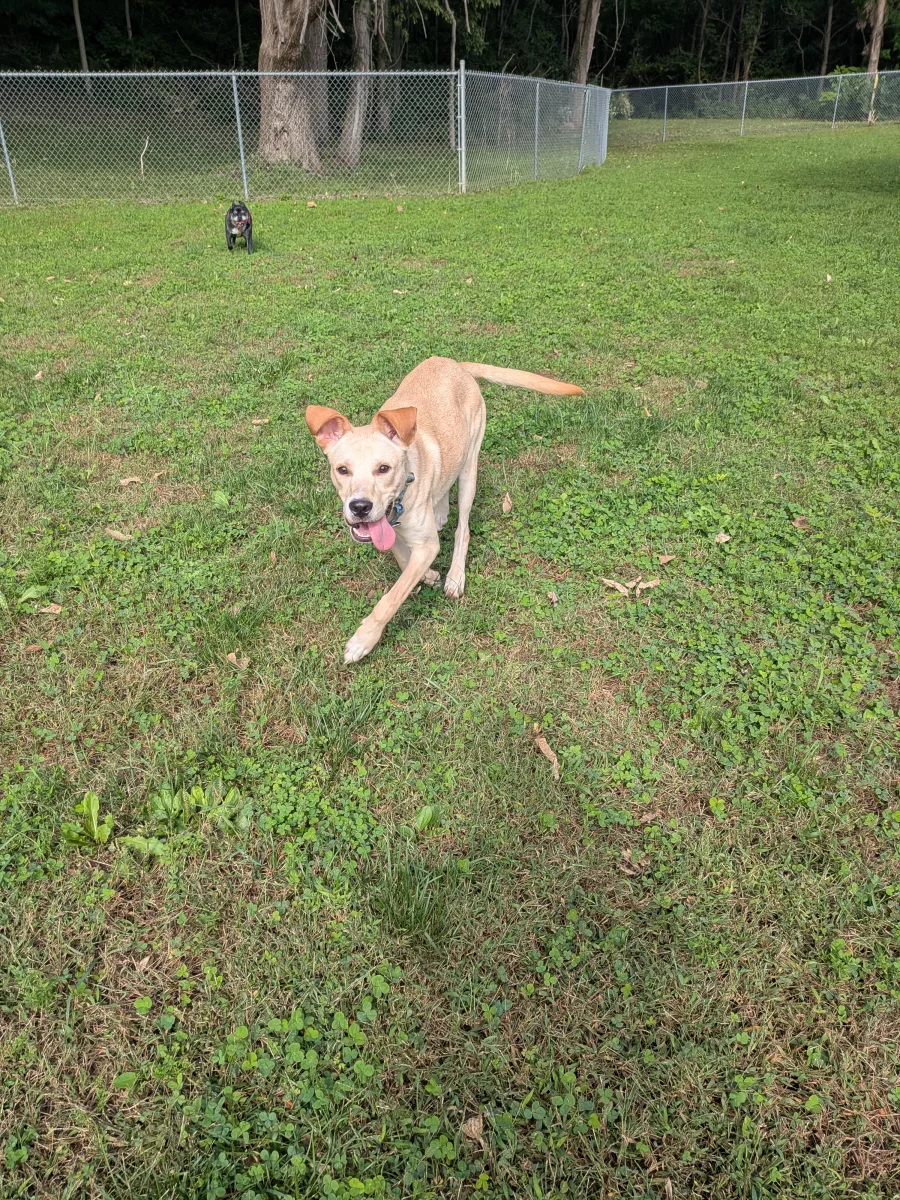 Bowie running across a grassy yard with his tongue out