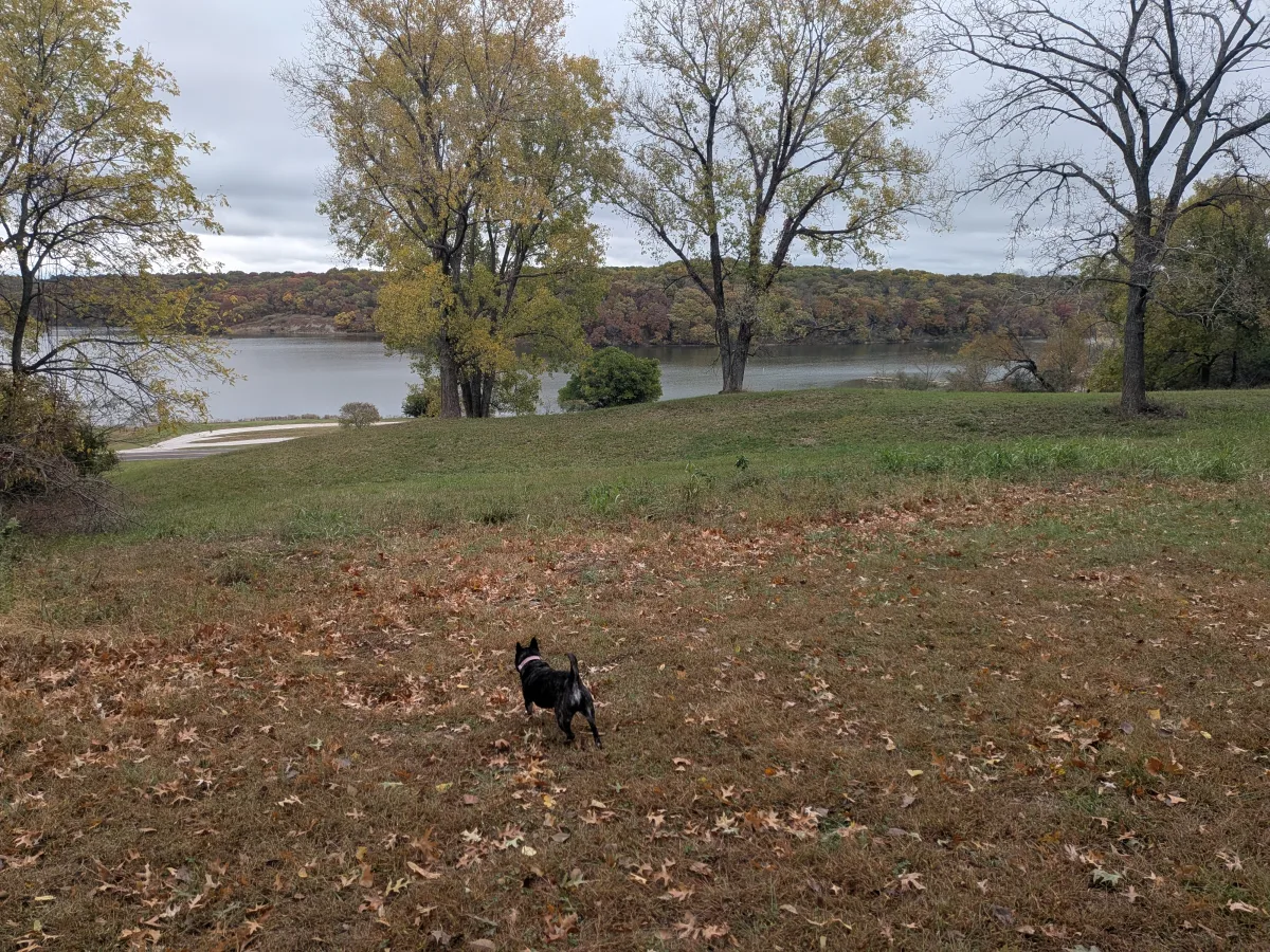 Lucy looking out over a lake lined with fall trees