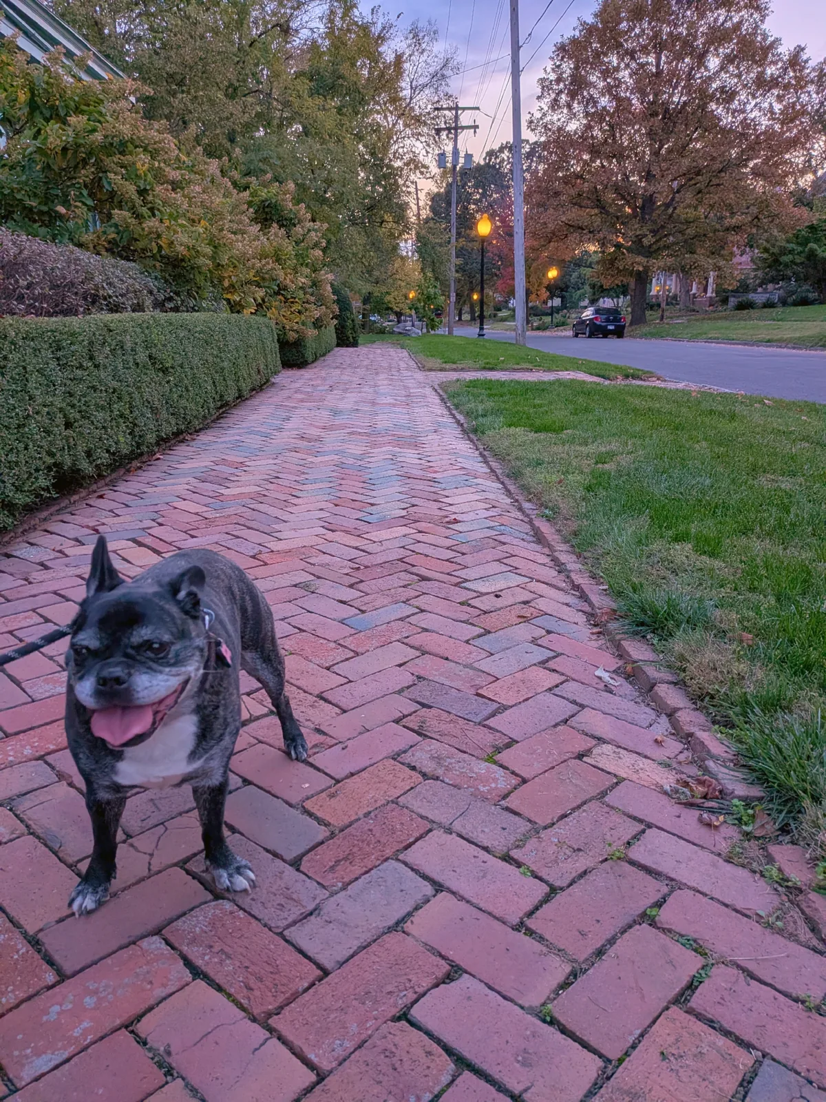 Lucy grinning on a herringbone brick sidewalk at dusk in a historic neighborhood