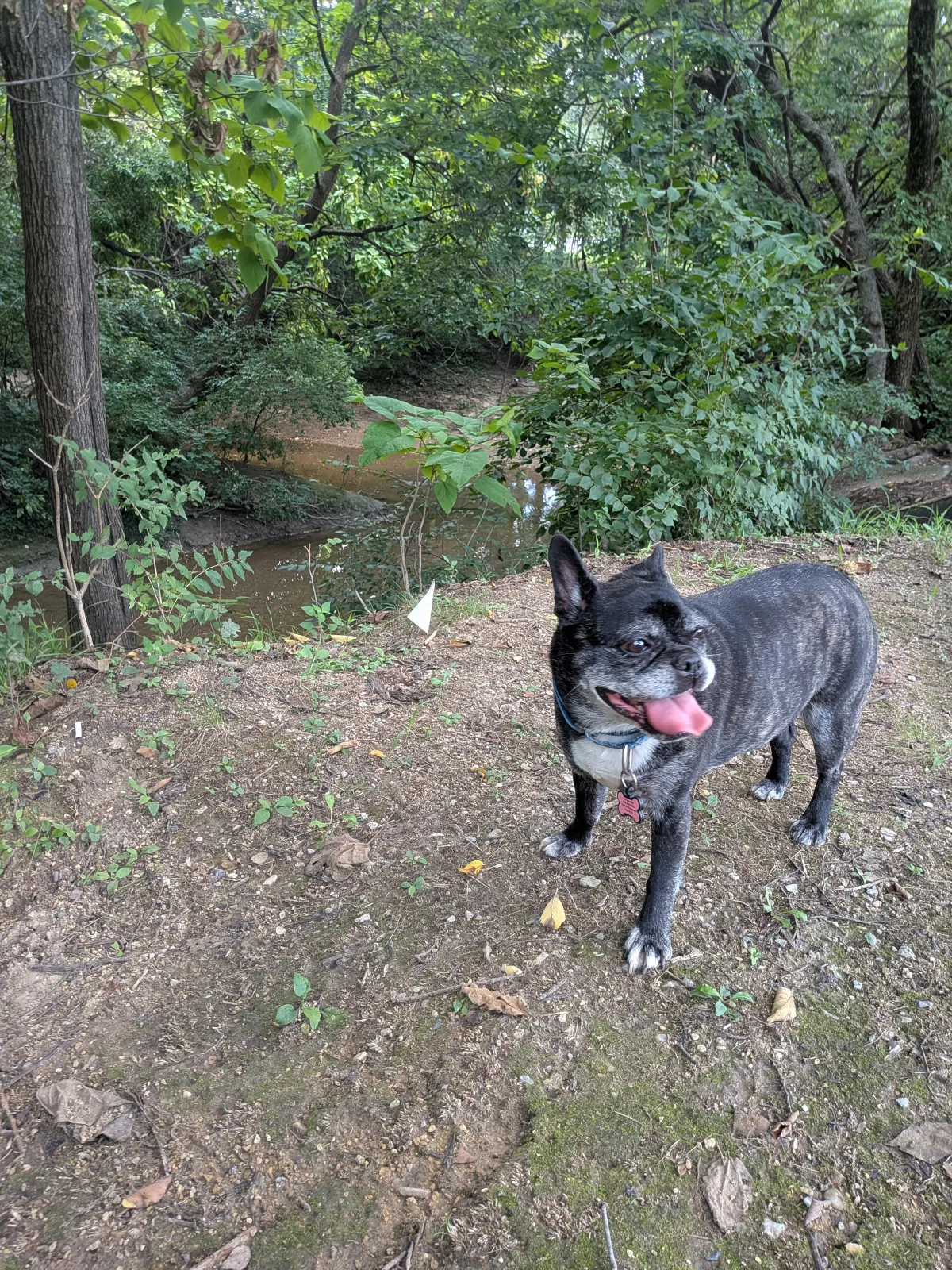 Lucy at a wooded creek overlook