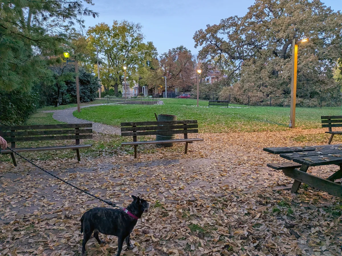 Lucy on her leash in a small leafy park with benches and lamp posts