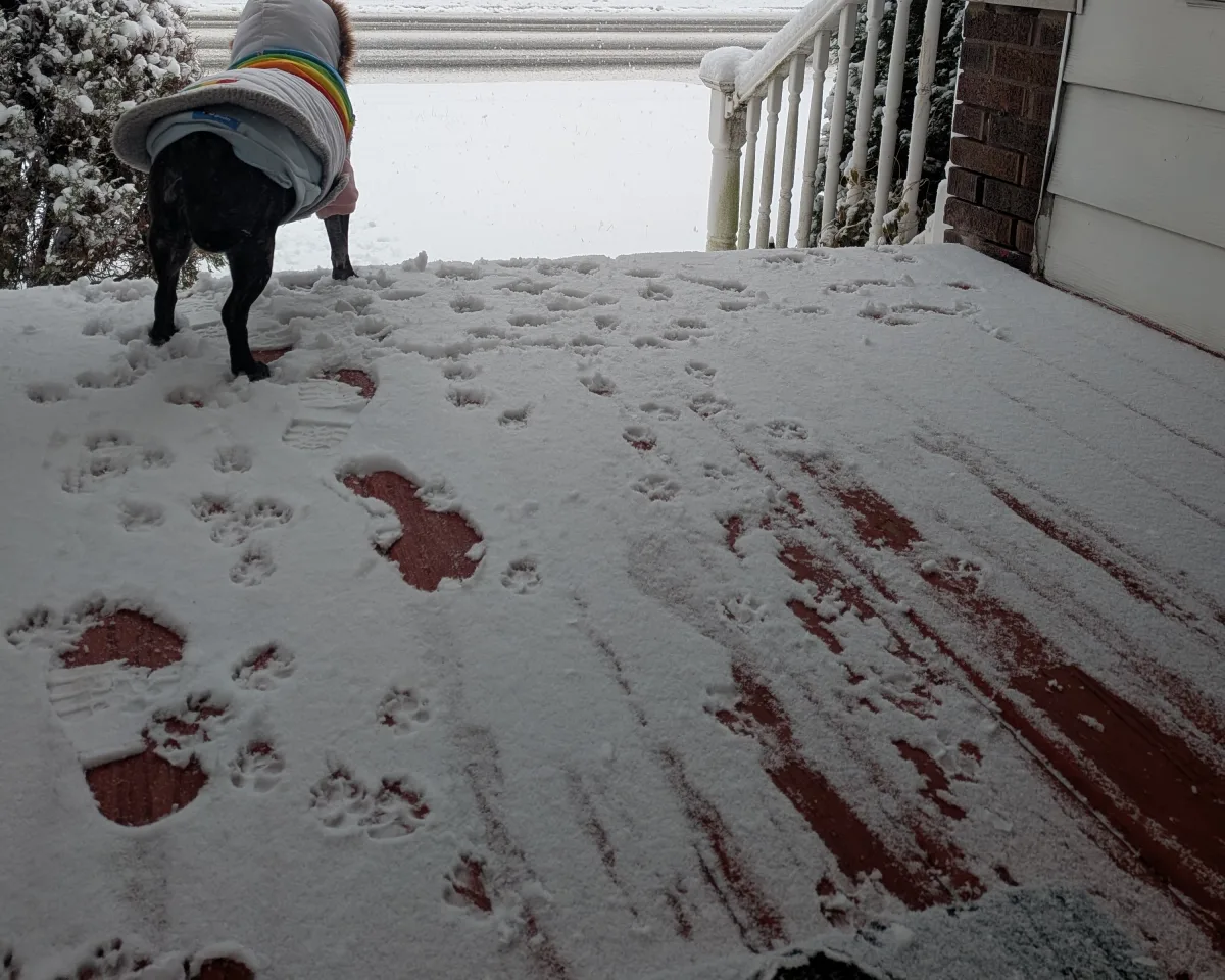 Lucy in a rainbow winter coat on a snowy porch covered in paw prints