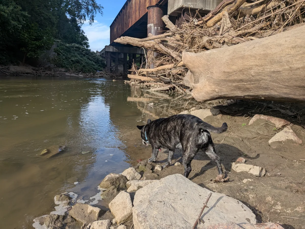Lucy exploring the riverbank under an old railroad bridge