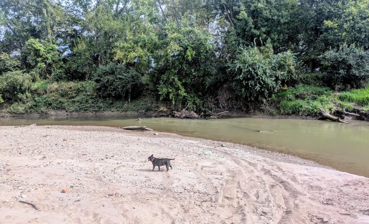 Lucy trotting across a sandy riverbank