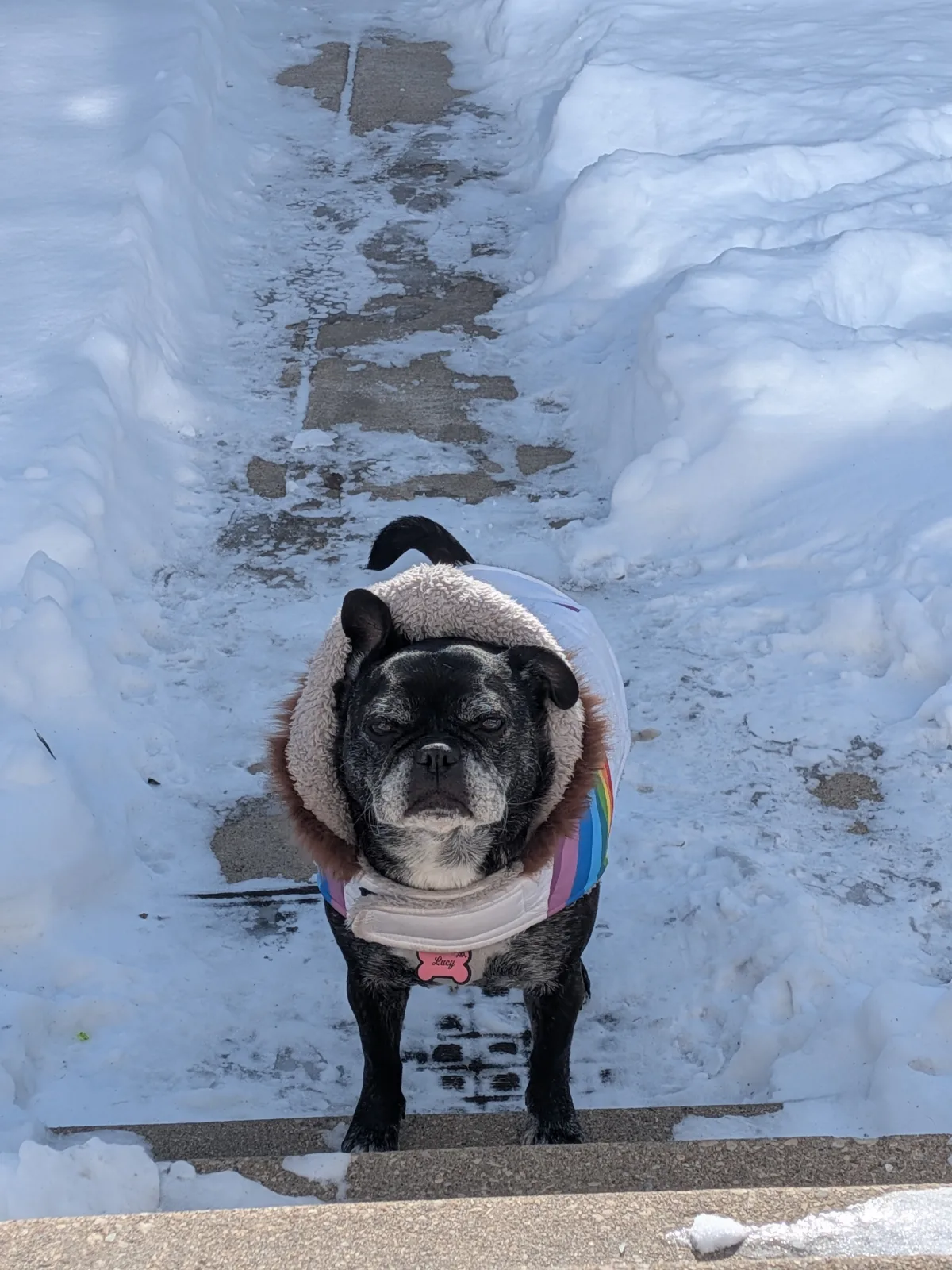 Lucy in a fuzzy hooded winter coat, glaring at a snowy sidewalk