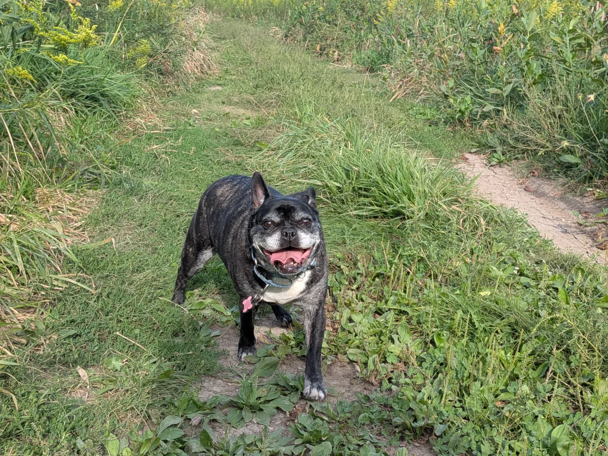 Lucy grinning on a grassy trail near Peoria