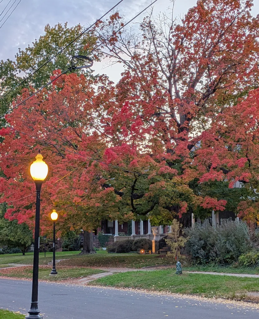 A big red maple and an old-fashioned street lamp glowing at dusk on a West Bluff street