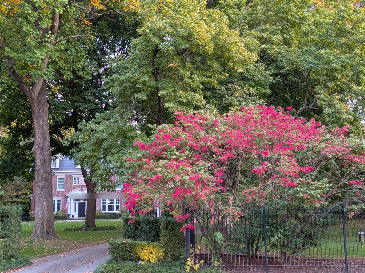 A brick Colonial seen past a blooming pink burning bush and iron fence