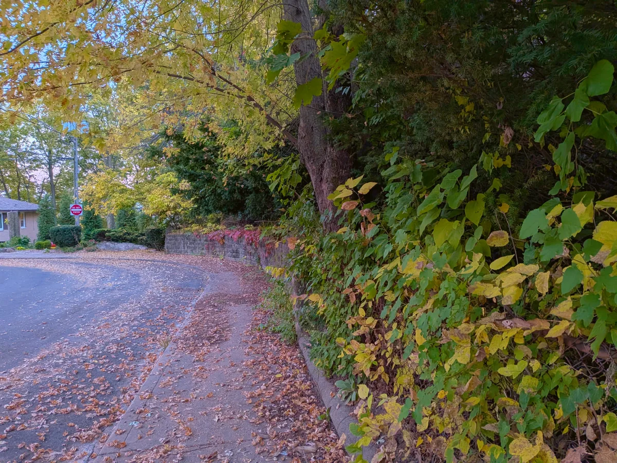A curving road along a stone wall below a brick house among fall trees