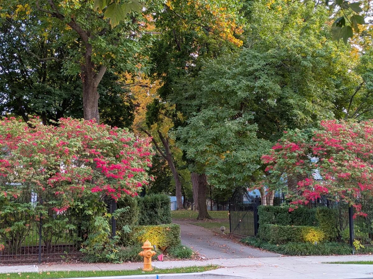 Pink burning bushes framing an open iron gate and a tree-lined drive
