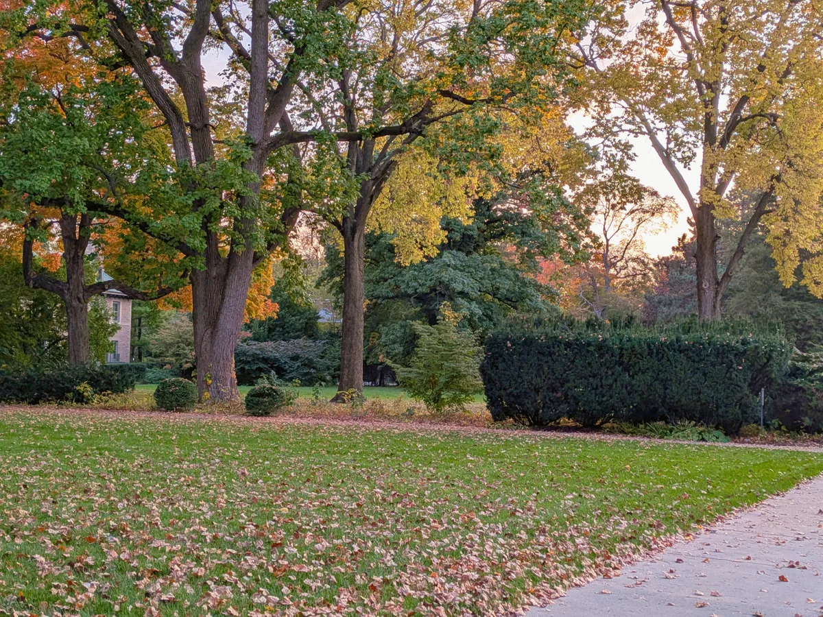 A sweeping lawn under tall old trees in fall color at sunset