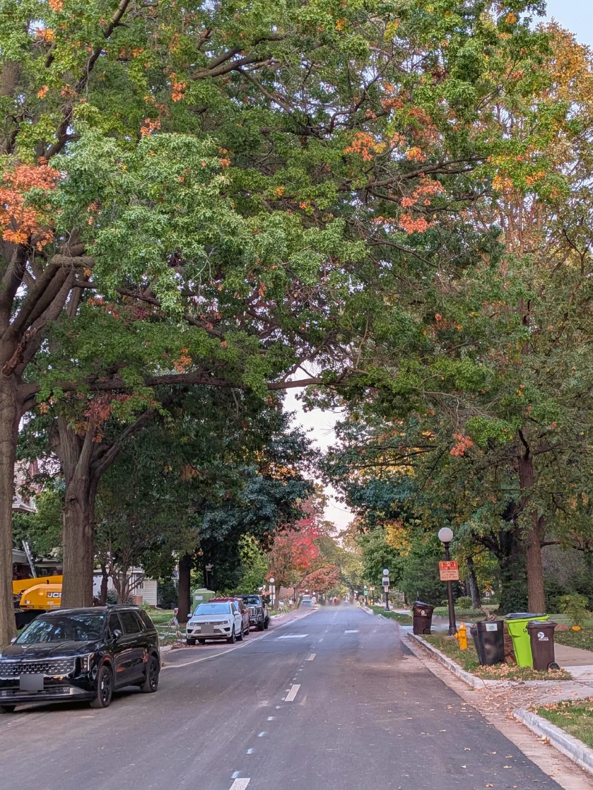 A street lined with tall trees turning orange in fall
